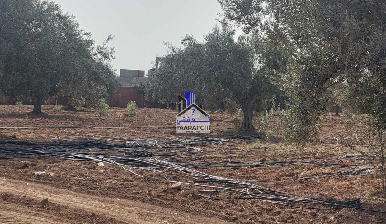 380374900_639119135054385_6497414942626967731_n