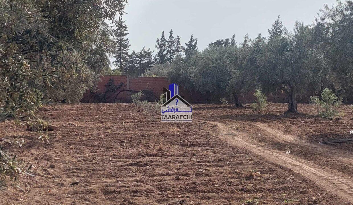 387572342_679656480976719_7238455232314657251_n